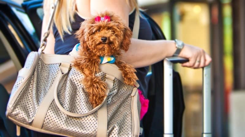 A woman holding a wheeled suitcase is seen with a small, fluffy brown dog peeking out from an open tan handbag slung over her shoulder. The dog has a small bow on its head and is looking directly at the camera.