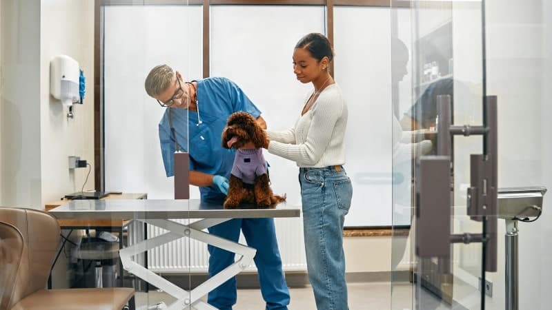 A veterinarian in blue scrubs examines a small brown dog wearing a purple harness on an exam table. The dog's owner, a woman in a white sweater and blue jeans, stands beside the table holding the dog gently. The scene takes place in a modern veterinary clinic with glass doors and a clean, professional environment.