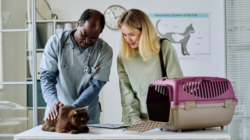 A veterinarian in grey scrubs examines a dark brown cat on a table, while the cat's owner, a woman with blonde hair wearing a light green sweater, looks on. A pink and beige pet carrier is placed on the table next to them. The scene takes place in a veterinary clinic, with medical charts and equipment in the background.