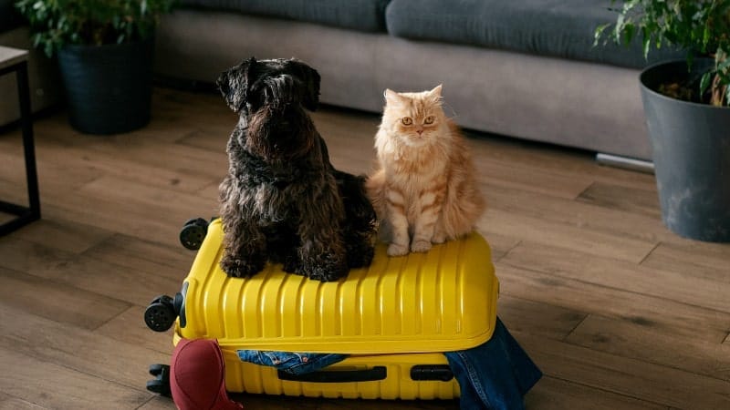 A small black dog and a fluffy orange cat are sitting on top of a closed yellow suitcase. The suitcase is placed on a wooden floor in a living room, with a grey couch and potted plants in the background. 