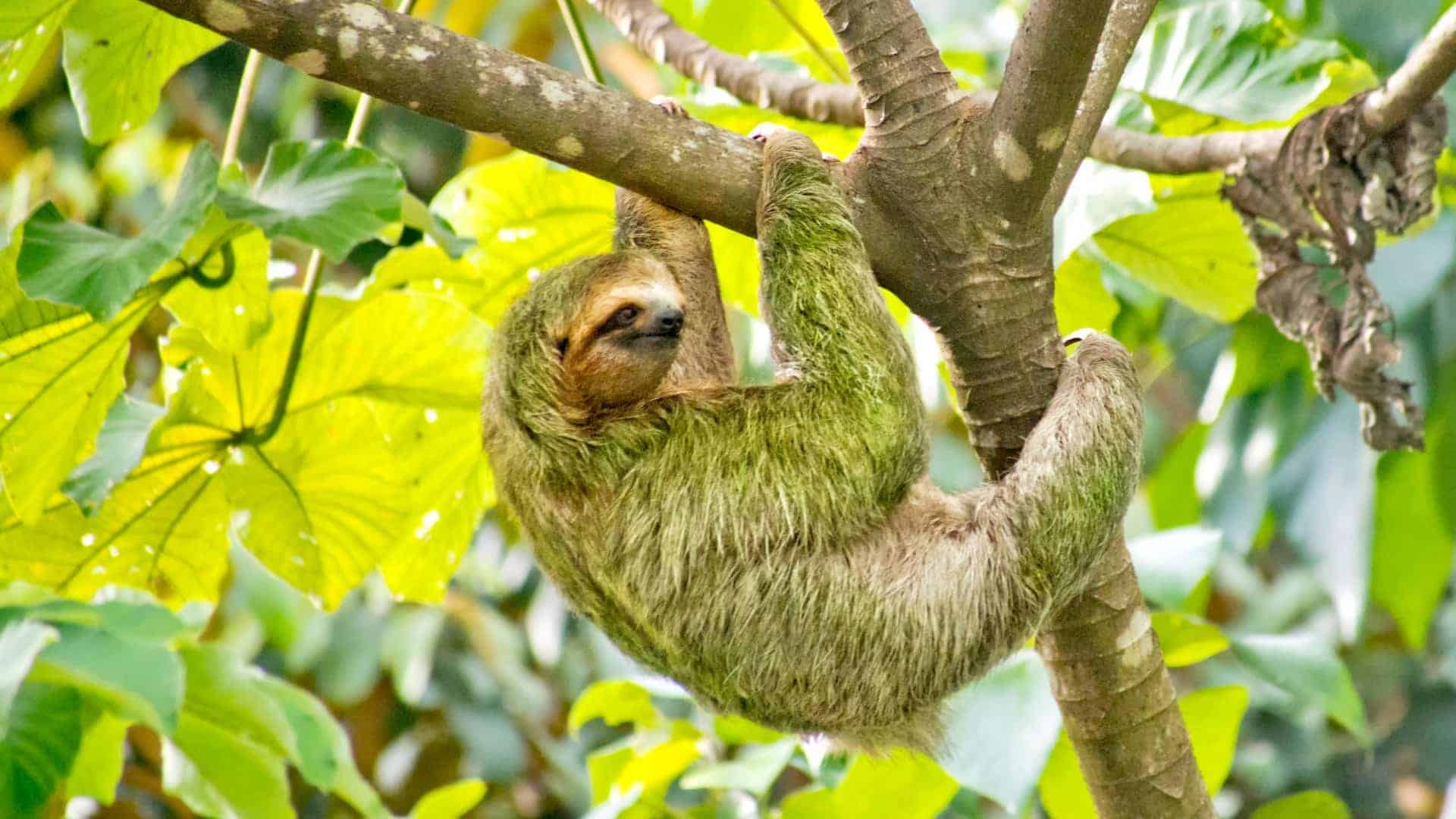 A sloth hanging from a tree branch surrounded by lush green foliage in a tropical forest. The sloth has a relaxed expression, and its fur blends with the green leaves, indicating a well-camouflaged presence in its natural habitat.