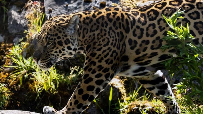A jaguar walking through dense vegetation in a sunlit forest. The jaguar's distinctive golden coat with black rosettes is prominent, and its powerful build is evident as it moves stealthily. The background includes rocks and various green plants, highlighting the natural habitat of this majestic predator.