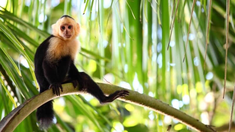 A white-faced capuchin monkey perched on a tree branch amidst lush green palm fronds. The monkey has a curious expression, with its white face and dark body contrasting against the bright, sunlit leaves. The background shows a vibrant and dense tropical forest, typical of its natural habitat.