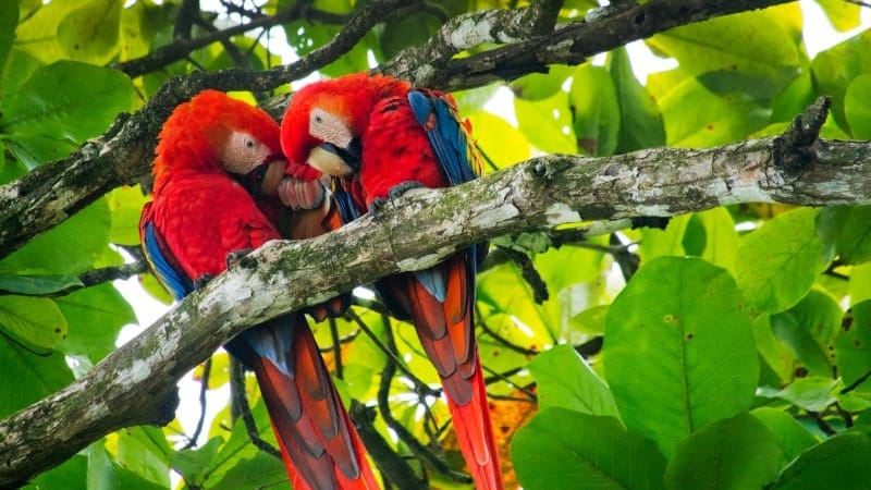 Two scarlet macaws perched closely together on a tree branch in a lush tropical forest. The vibrant red, blue, and yellow feathers of the macaws stand out against the green leaves surrounding them. The macaws appear to be grooming each other, displaying a bond and affection in their natural habitat.