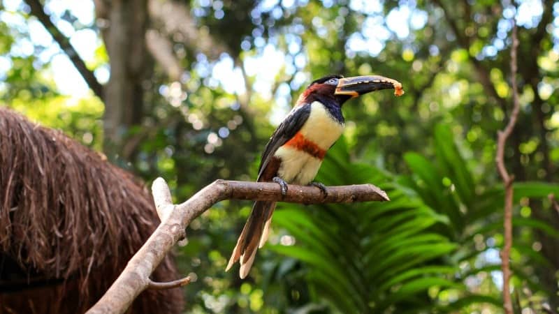 A colorful toucan sitting on a tree branch in a tropical forest. The toucan's large, curved beak is striking, with bright colors contrasting with its black, red, and yellow feathers. The bird appears to be holding a piece of fruit in its beak. The background is lush with dense green foliage, capturing the vibrant and diverse environment of the forest.