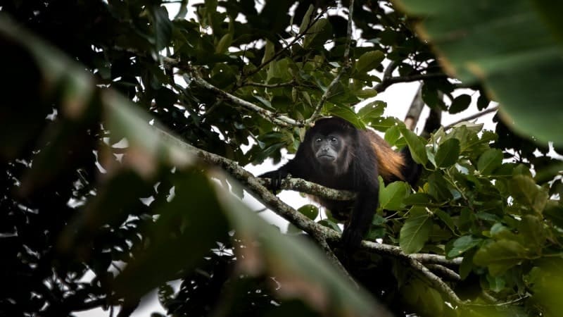 A black howler monkey resting on a tree branch high in the canopy, surrounded by dense green foliage. The monkey gazes outward with a calm expression, blending seamlessly with the natural environment.