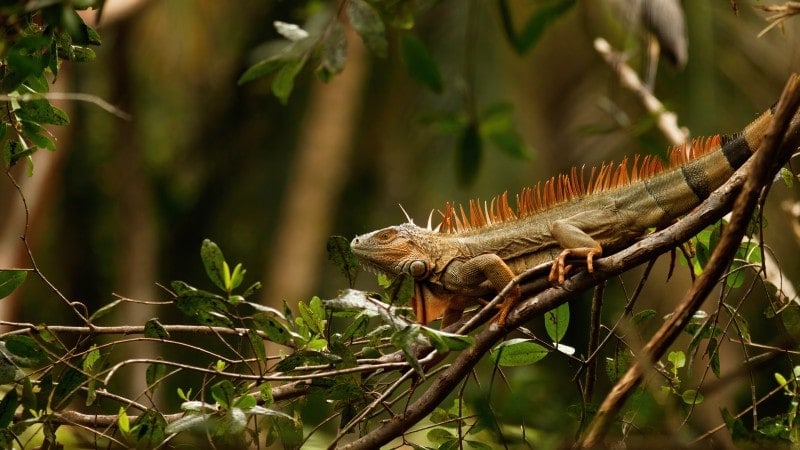 A large iguana resting on a tree branch in a tropical forest. The iguana has distinctive orange spikes along its back and a rough, scaly skin texture that blends with the earthy tones of its surroundings. The background features dense, green foliage, emphasizing the lush and vibrant environment of the forest. The iguana appears calm and well-camouflaged in its natural habitat.
