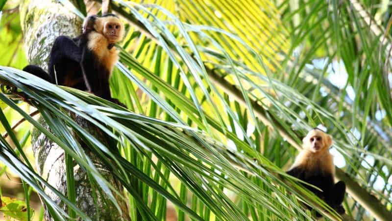 Two white-faced capuchin monkeys sitting among the green palm fronds of a tropical tree. One monkey is perched higher on the tree trunk, while the other sits on a branch below. Both monkeys have alert expressions, and their white faces and dark bodies stand out against the vibrant green foliage. 